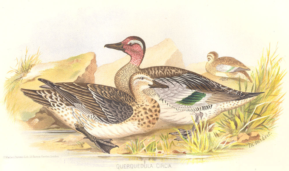 INDIAN GAME BIRDS. Garganey (Querquedula Circia). Chromolithograph. FINN 1915